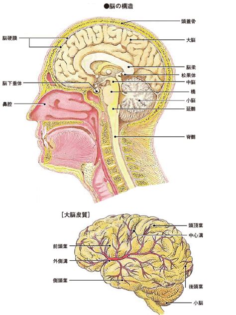 頭部位置|脳の解剖とはたらき